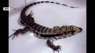 “体長約1メートル”大型トカゲ捜索続く…かみつく危険性あり 発見したら通報を【岡山・岡山市】