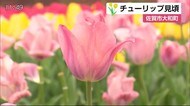 約7200本のチューリップが見ごろ【佐賀県佐賀市】