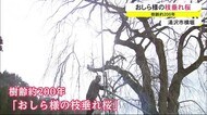 おしら様の枝垂れ桜 開花に向けて準備作業 秋田・湯沢市