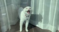 「やうやうやうやう~!」“寝起きドッキリ”に激怒する猫が話題…なぜこんな反応をした?飼い主に聞いた