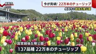今が旬のタケノコと見ごろを迎えたチューリップ 田上町と長岡市から春の話題【新潟県】