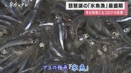 冬の味覚『氷魚』…氷のように透き通った”アユの稚魚”　琵琶湖…