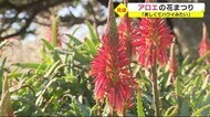 「美しくてハワイみたい」3万株のアロエ咲き誇る ”花まつり”開催中 静岡・下田市