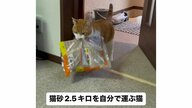 「マジか」2.5kgの猫砂を自力で運ぶ愛猫に驚き…交換してほしかったの？状況を飼い主に聞いた
