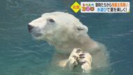 ホッキョクグマはおもちゃをギュウ…猛暑の動物園から水遊びで残暑見舞い【愛媛発】