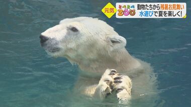ホッキョクグマはおもちゃをギュウ…猛暑の動物園から水遊びで残暑見舞い【愛媛発】