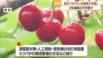 県が「サクランボ結実大作戦」　講習会・SNSで凍霜害対策・ミツバチの環境整備方法など発信　山形