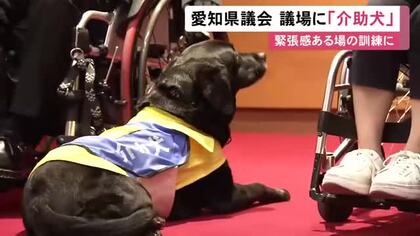 緊張感ある場の訓練で…愛知県議会本会議場に初めて『介助犬』入る 指示に従い静かに“伏せ”をして待機