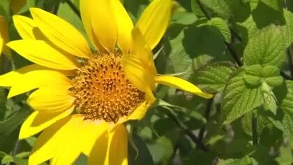 富山県に「熱中症警戒アラート」 富山市八尾で35.2度 熱中症への万全な対策を