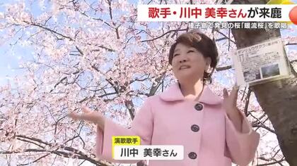 50年前に種子島で発見の早咲き桜「暖流桜」　川中美幸が実物を見て語った「心に深く咲いた」