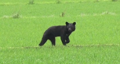 クマに遭遇した時、絶対にやってはいけない“左右の動き”　日米のクマ研究者が伝授する「伏せて首をガード」