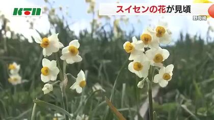 「水仙の丘」で約1千万本が見頃に 甘い香り漂うなかで散策楽しむ 夏に十分な雨が降り生育は良好　 