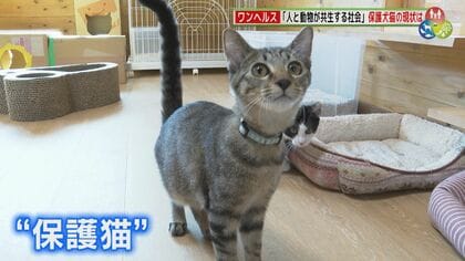 人と動物が共生する社会を目指して　保護犬猫の現状を探る　「犬が好き」「猫が好き」だからこそ守ってほしい命