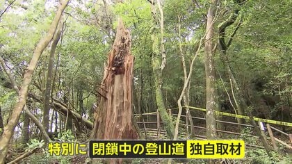 【独自取材】「ツアー客は減る」“樹齢3000年”弥生杉が倒壊　台風10号の爪痕…閉鎖から1カ月“人気コース”特別に撮影　鹿児島・屋久島