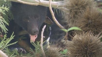 叫び声聞き駆け付けた妻も…70代夫婦が“クマ”に襲われ負傷 “生ゴミ・果樹の放置”に注意を【新潟発】