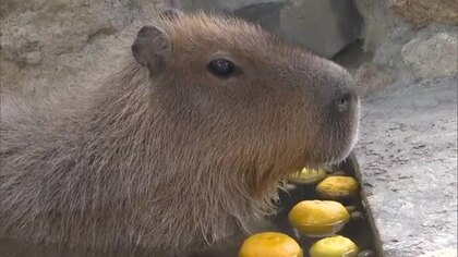 「めっちゃかわいいです」岡山市の動物園　カピバラにゆず湯のプレゼント【岡山】