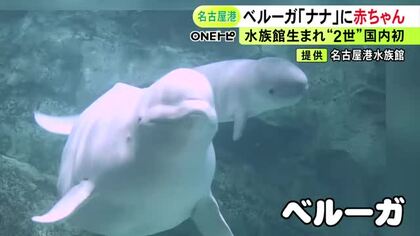“水族館生まれの2世”は国内初…名古屋港水族館でベルーガの赤ちゃんが誕生 推定155cm体重65kg程度で母子ともに健康