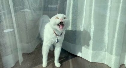 「やうやうやうやう～！」“寝起きドッキリ”に激怒する猫が話題…なぜこんな反応をした？飼い主に聞いた