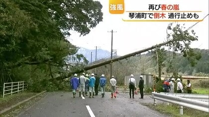 山陰にまた“春の嵐”　約20メートルのスギの木など倒れ道路ふさぐ　約200戸が一時停電（鳥取）