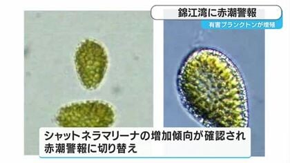 錦江湾に赤潮警報　鹿児島