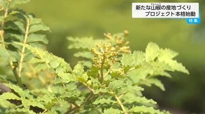 「ぶどう山椒」で地域活性化を！挑戦するのはしいたけ生産者　　「しいたけ」と「山椒」を一緒に栽培する“相乗効果”を狙い　新たな産地化に挑む【宮崎発】