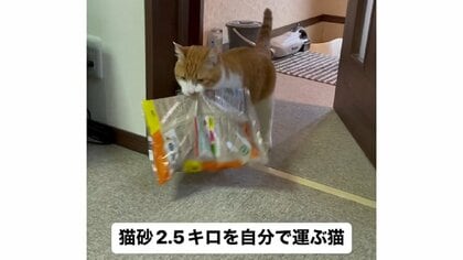 「マジか」2.5kgの猫砂を自力で運ぶ愛猫に驚き…交換してほしかったの？状況を飼い主に聞いた