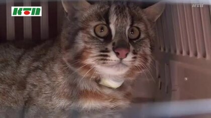 絶滅危惧種「ツシマヤマネコ」交通事故死が多発 環境省が3度目の非常事態宣言 安全運転など注意呼びかけ