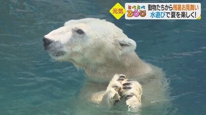 ホッキョクグマはおもちゃをギュウ…猛暑の動物園から水遊びで残暑見舞い【愛媛発】