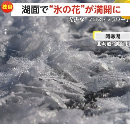【独自】まるでガラス細工…希少な自然現象「フロストフラワー」湖面で“氷の花”が満開に　湖底の温泉が影響し出現　北海道・阿寒湖