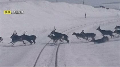 実はシカも「凍結路面が苦手」“8割以上が夜間の衝突”をハイビーム走行で防ぐ【北海道発】
