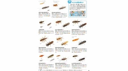 学研の図鑑」を作っていたら新種の昆虫を発見! “ガッケンホソカワゲラ