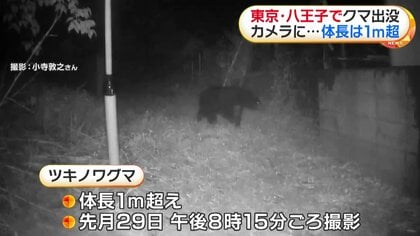 都内でクマの姿をカメラが捉える イノシシ用ワナ周辺を徘徊する体長1m