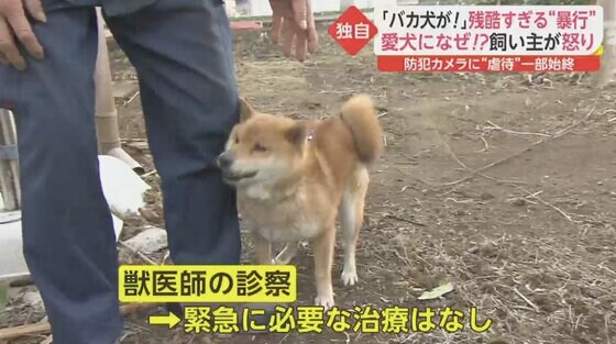 バカ犬が 防犯カメラが捉えた衝撃の一部始終 叫びながら繰り返し暴行する男