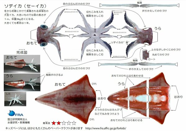 海の生き物 のリアルなペーパークラフトを無料公開 最高難度はズワイガニ おすすめを聞いた