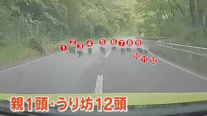 遭遇したイノシシは13頭
