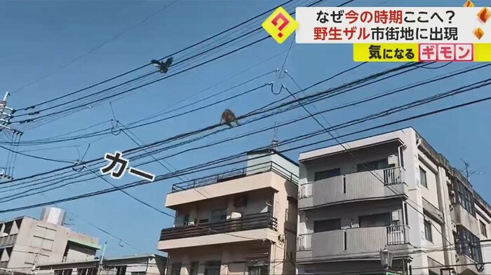 サルを威嚇するカラス…