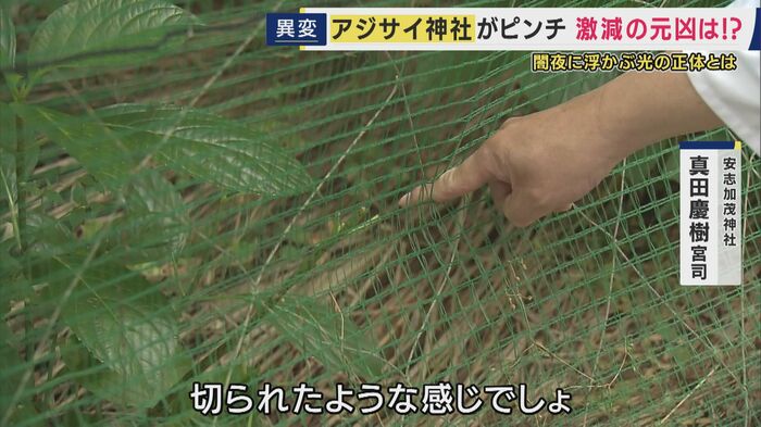 “切られたような”アジサイの茎　その元凶は…