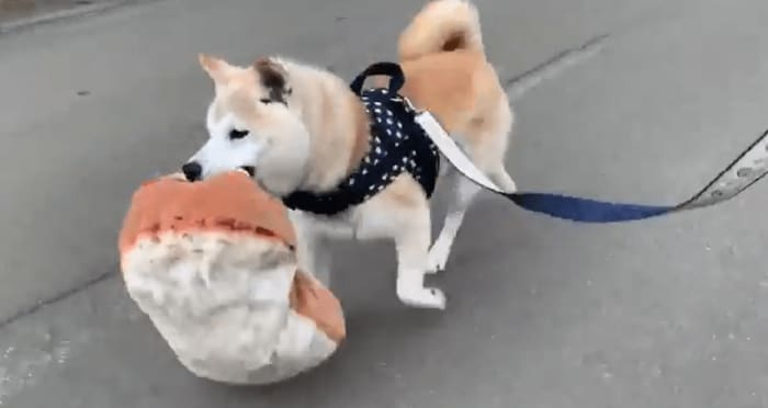 (軽快な足取り かわいい!)