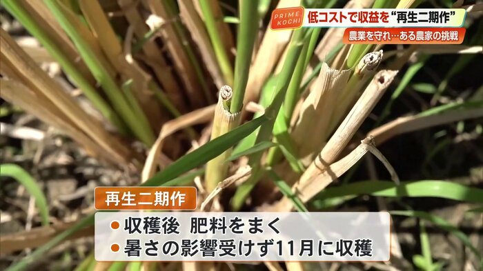 刈り取った株から新たに芽を出させる「再生二期作」
