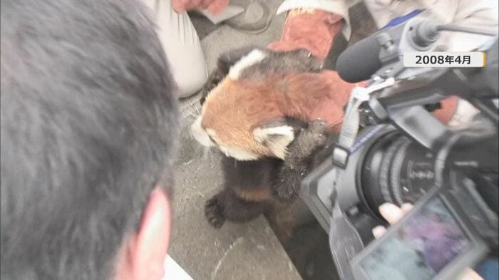 園外に脱走し捕獲されたミンファ（2008年）