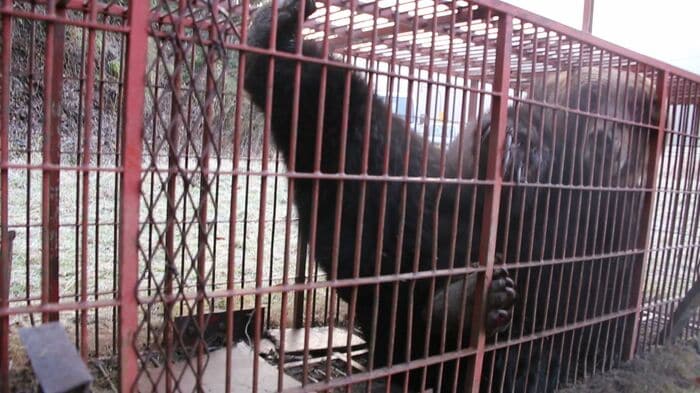 箱わなの中で暴れるクマ