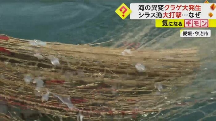 網にクラゲがかかっている