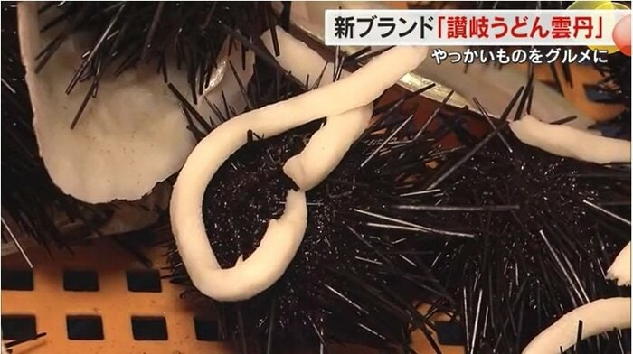 ウニに廃棄うどんを食べさせている様子