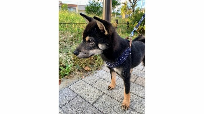 散歩中
