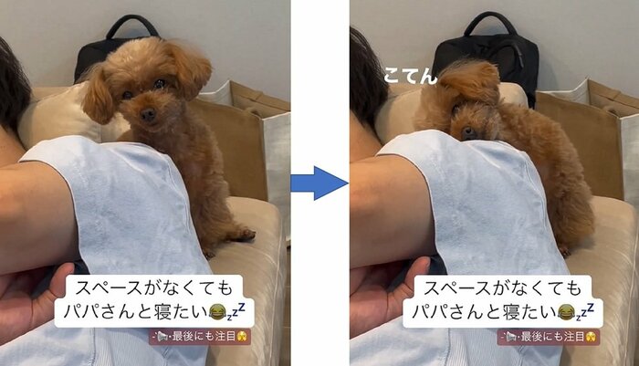 パパさんの肩にコテン