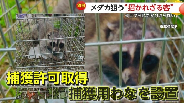 捕らえられたアライグマ(視聴者提供)
