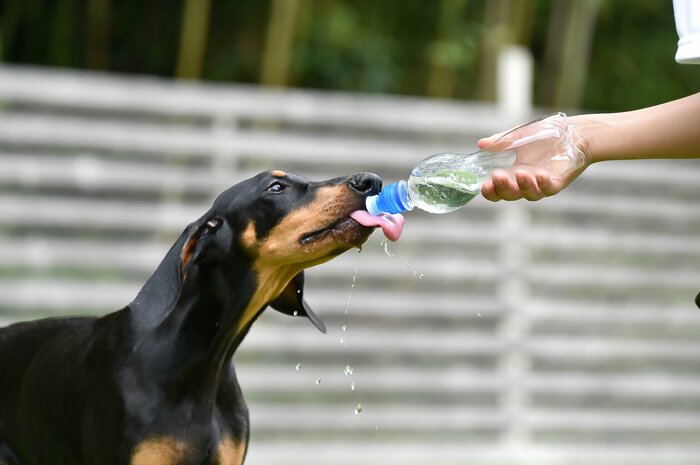 水分をしっかり摂るのが大切