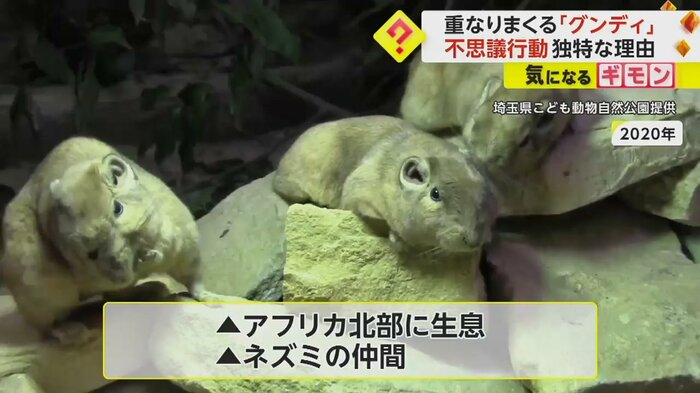 2020年、埼玉県こども動物自然公園提供。グンディの様子