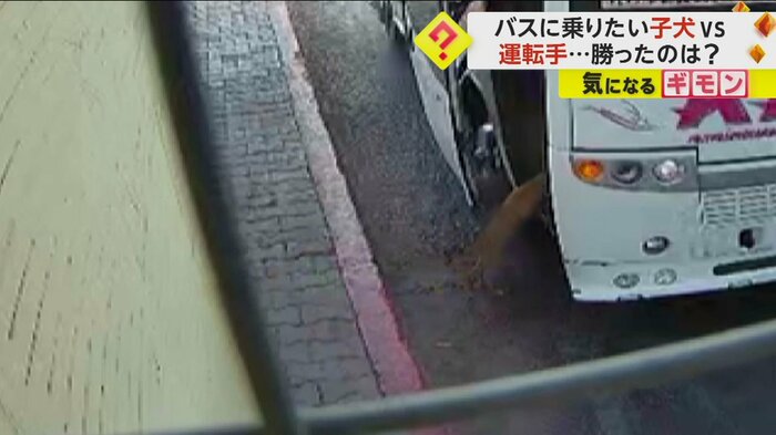 子犬がバスに乗り込む(IHA)