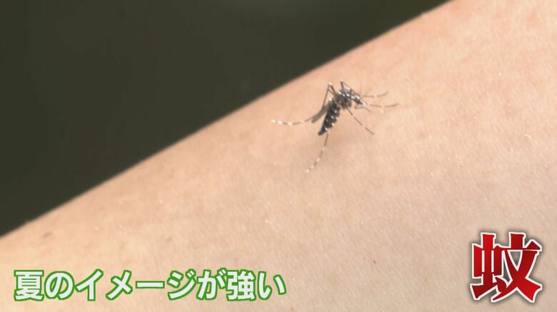 猛暑の影響？夏よりも秋が要注意！血に飢えた蚊が活発化 デング熱の懸念高まる 100カ国以上 世界で猛威振るう｜FNNプライムオンライン